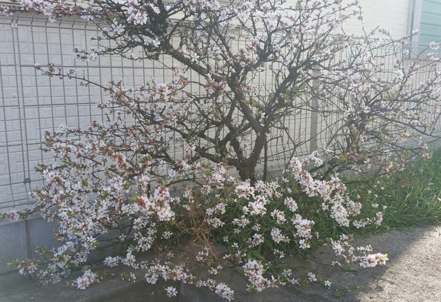 20190327_081241-1.jpg