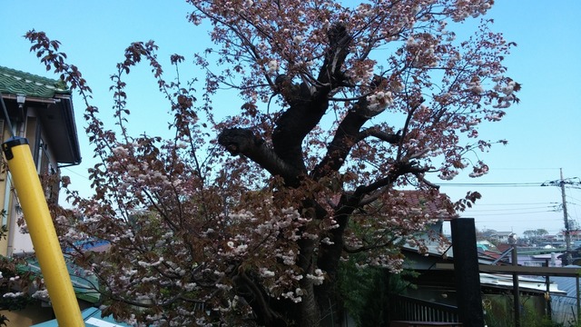20190415_075751.jpg