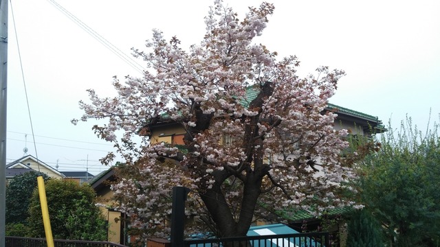 20190417_080155.jpg