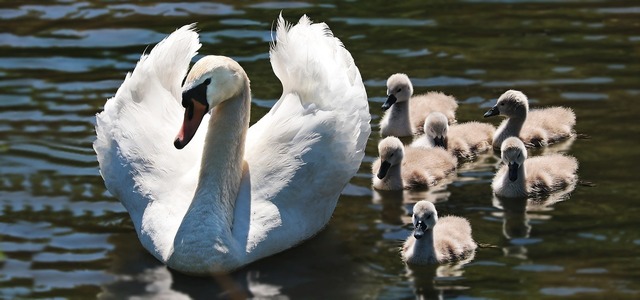 家族swan-2494925_1280.jpg