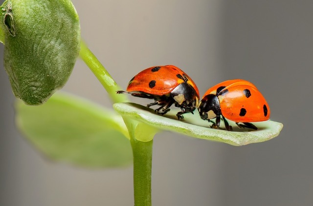 転倒nature-1593406_1280.jpg