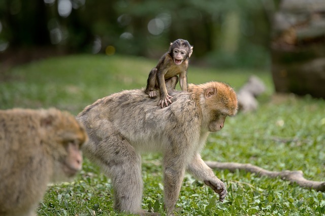 ape-450153_640.jpg