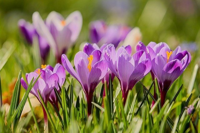 crocus-3229861_640.jpg